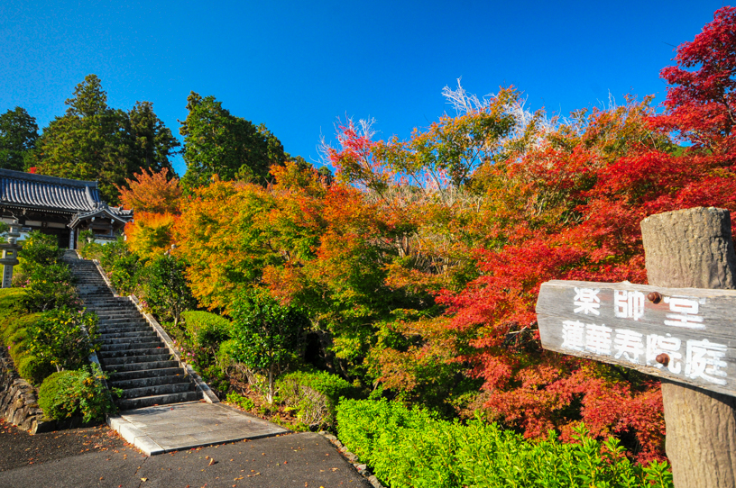 善峯寺 薬師堂へ続く参道（撮影日：2024年11月14日）