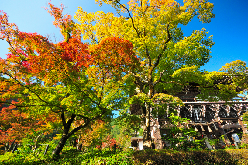 善峯寺 山門まわり（撮影日：2024年11月14日）