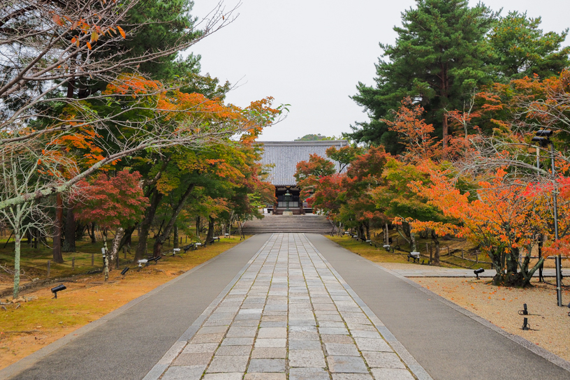 仁和寺 金堂前の参道（撮影日：2024年11月15日）