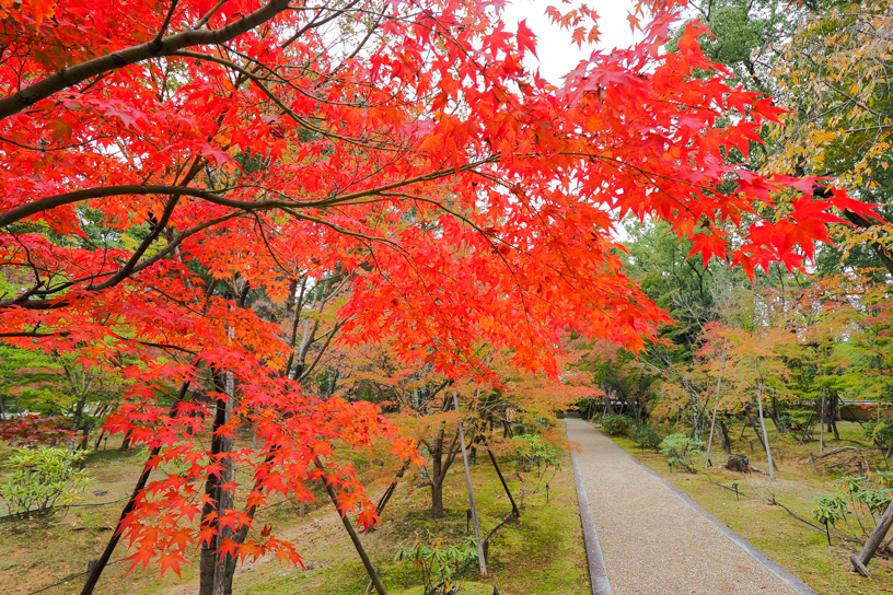 仁和寺 五重塔付近には、こんなに鮮やかなモミジも（撮影日：2024年11月15日）