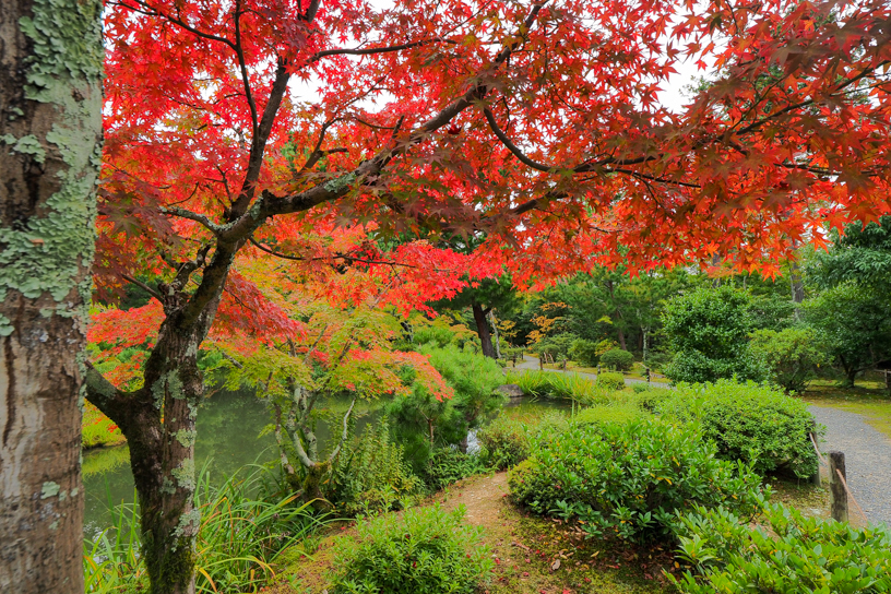 等持院 心字池まわり（撮影日：2024年11月15日）