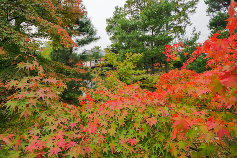 等持院 青葉と紅葉が混在しています（撮影日：2024年11月15日）