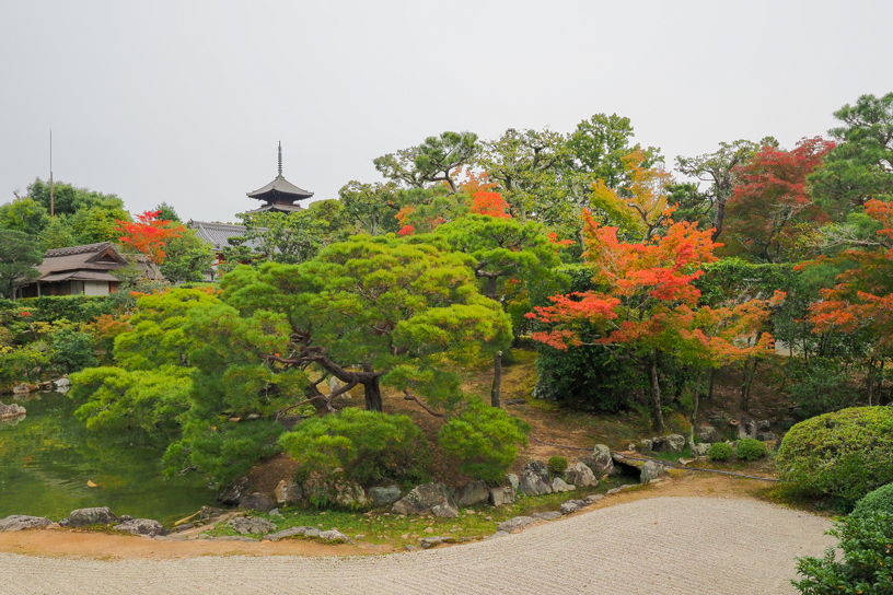 仁和寺 御殿北庭（撮影日：2024年11月15日）