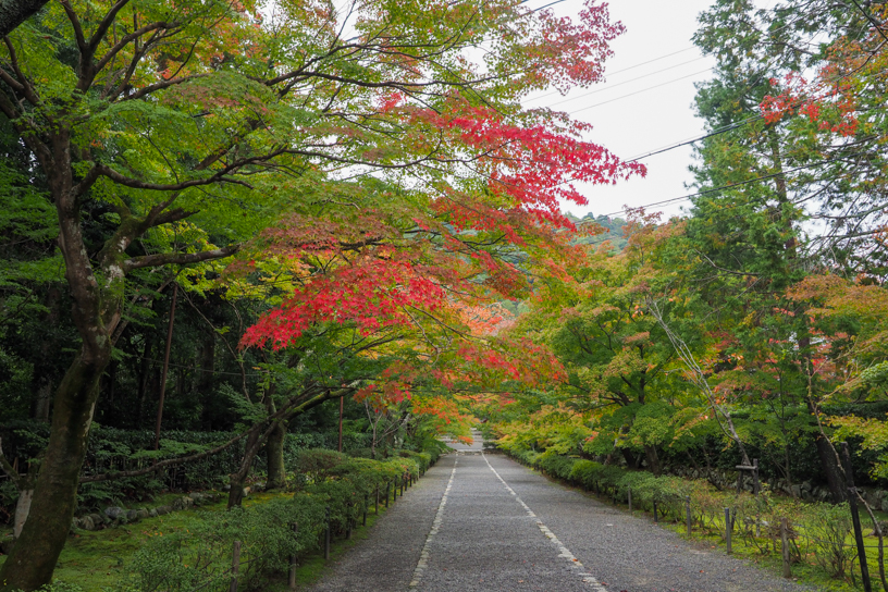 二尊院 紅葉の馬場（撮影日：2024年11月15日）