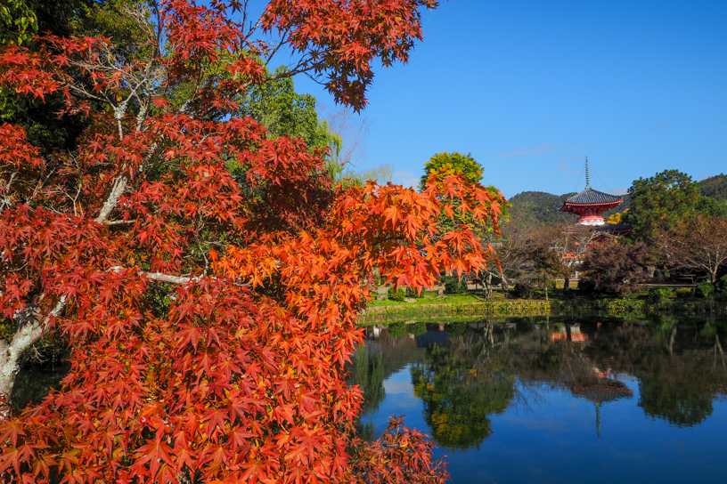 大覚寺 放生池から心経宝塔を望む（撮影日：2024年11月21日）