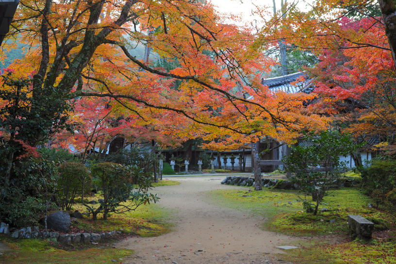 西明寺（撮影日：2024年11月21日）