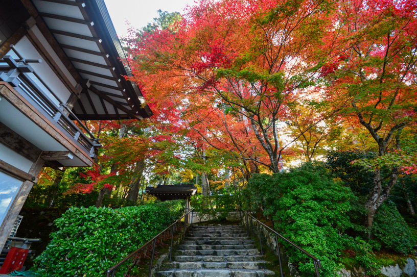 三千院 円融房横の石段（撮影日：2024年11月21日）