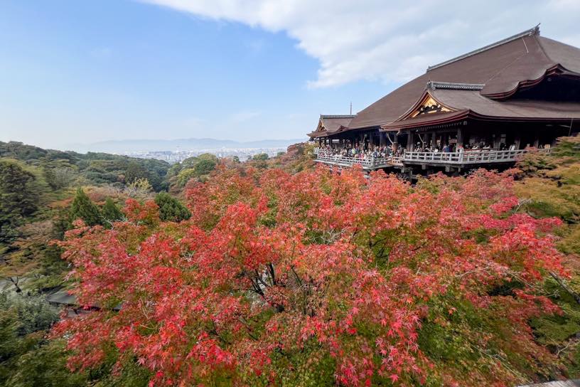 清水寺 奥の院から本堂を望む（撮影日：2024年11月22日）