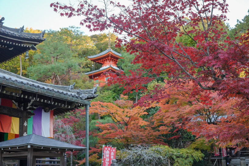 今熊野観音寺（撮影日：2024年11月28日）