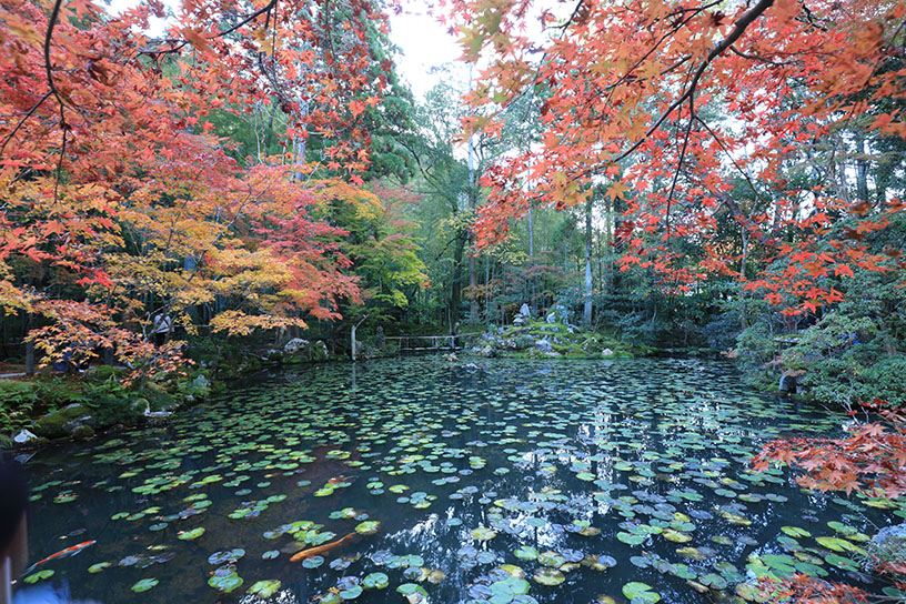 南禅寺 天授庵（撮影日：2024年11月28日）