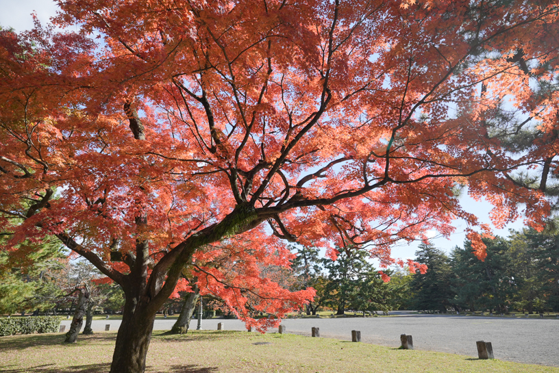 京都御苑（撮影日：2024年11月29日）