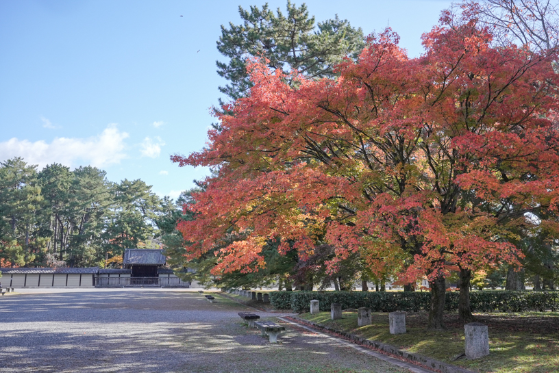 京都御苑（撮影日：2024年11月29日）