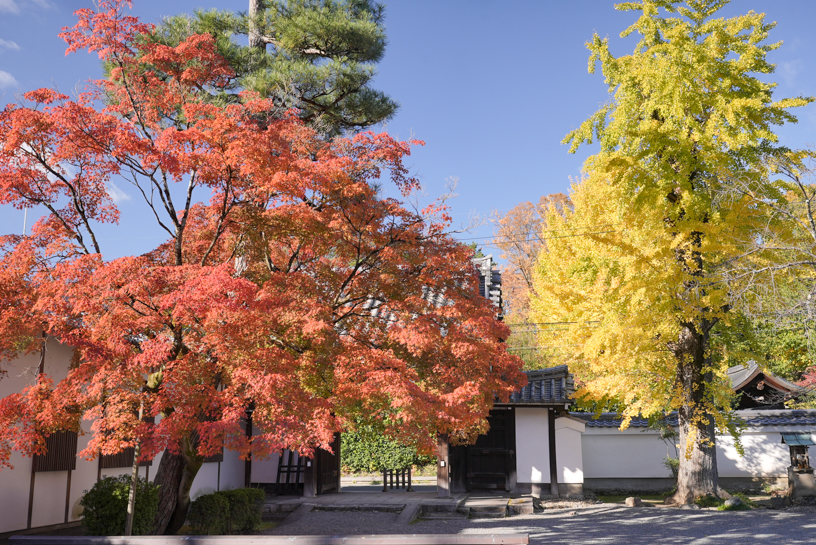 廬山寺（撮影日：2024年11月29日）