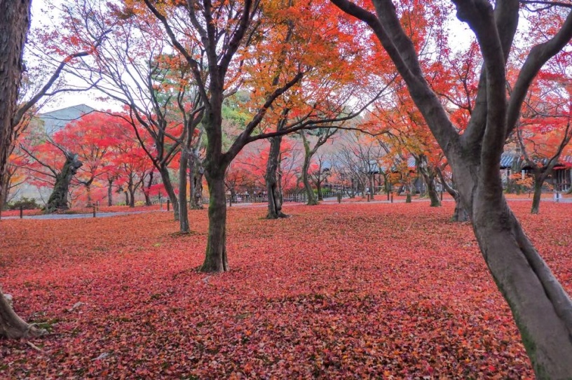 東福寺（撮影日：2020年12月4日）