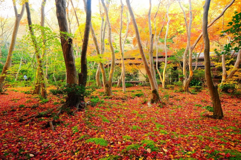 祇王寺（撮影日：2011年12月5日）