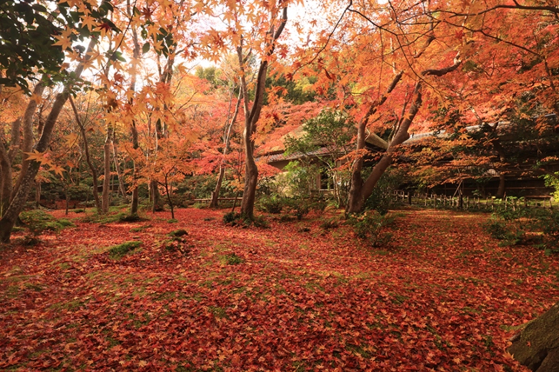 祇王寺（撮影日：2019年11月30日）