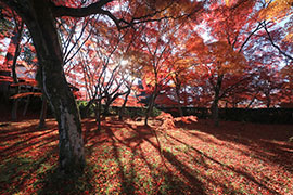 京都の紅葉名所18選｜人気の寺院・庭園など名所をまとめて紹介