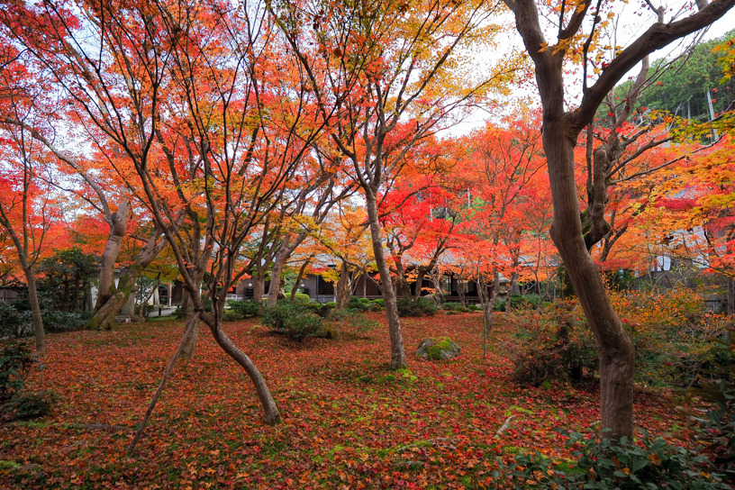 圓光寺（撮影日：2024年12月4日）