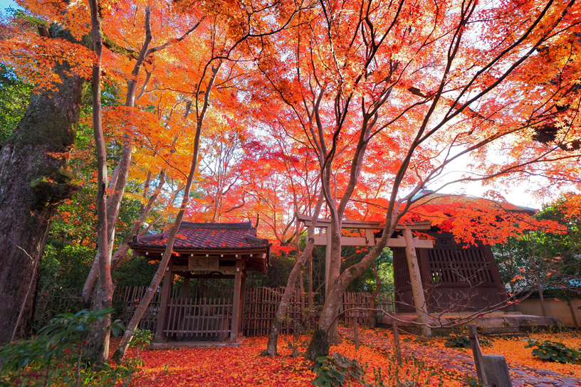 蓮華寺 参道には散もみじが♪（撮影日：2024年12月4日）