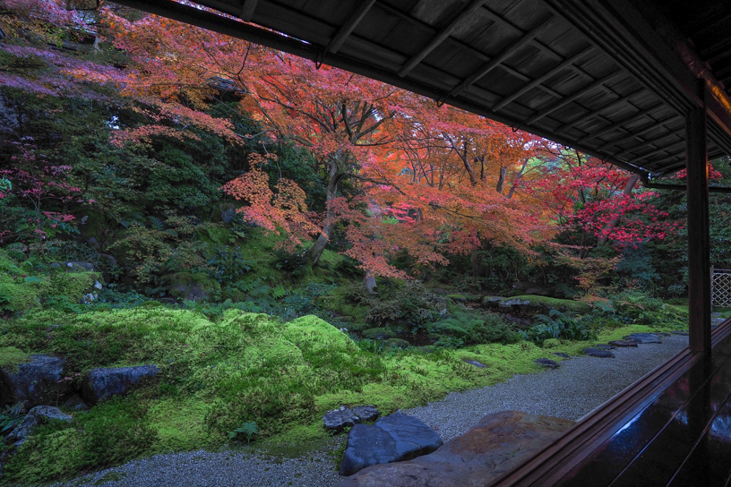 瑠璃光院 瑠璃の庭（撮影日：2024年12月4日）