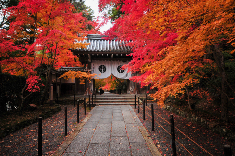 光明寺 もみじ参道（撮影日：2024年12月5日）