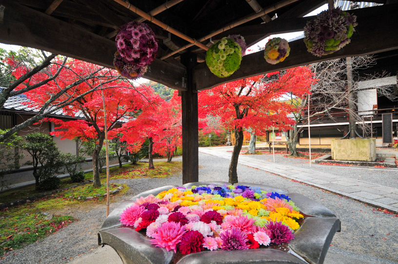 光明寺 花手水と紅葉（撮影日：2024年12月5日）