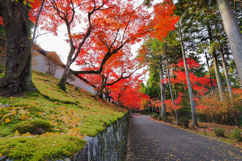 曼殊院（撮影日：2024年12月5日）