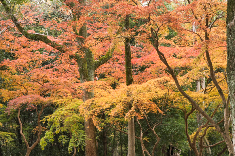 糺の森（撮影日：2024年12月12日）