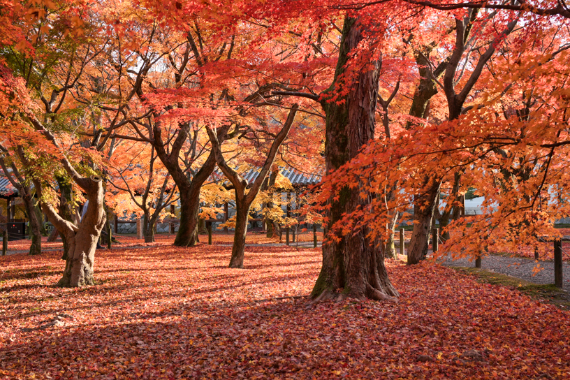 東福寺（撮影日：2024年12月12日）