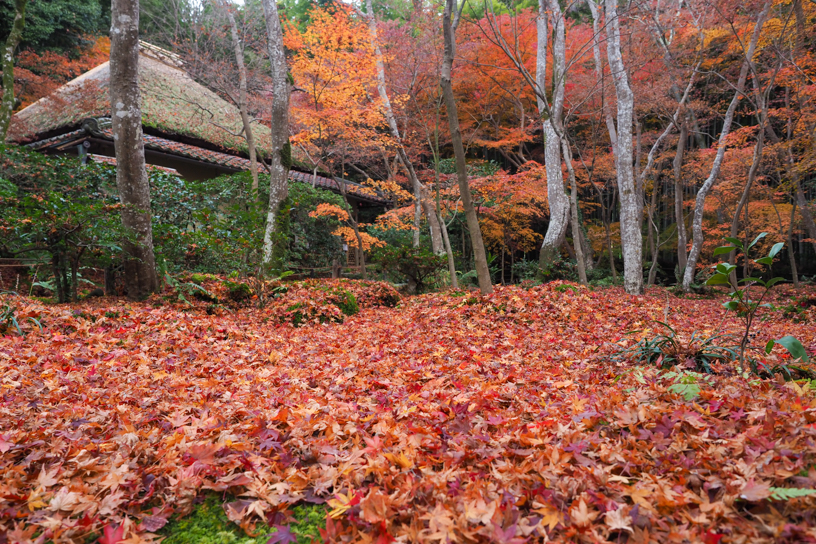 祇王寺（撮影日：2024年12月13日）