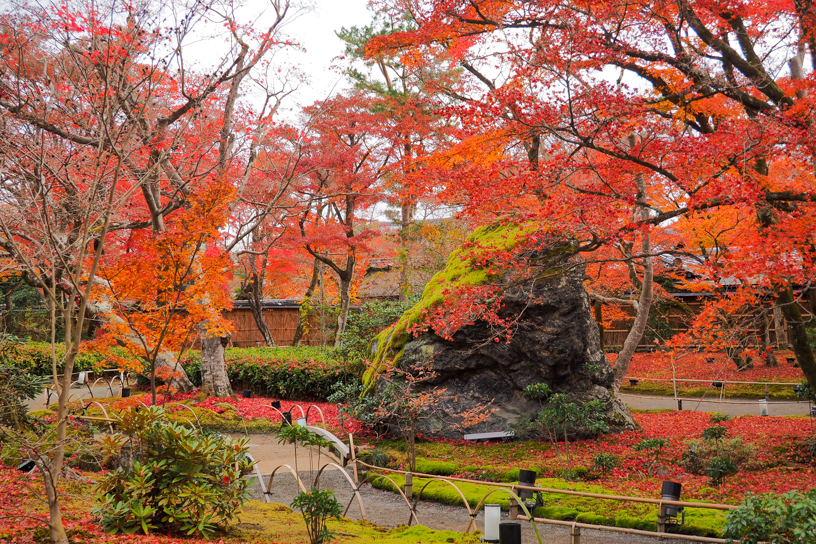 宝厳院 獅子吼の庭（撮影日：2024年12月13日）