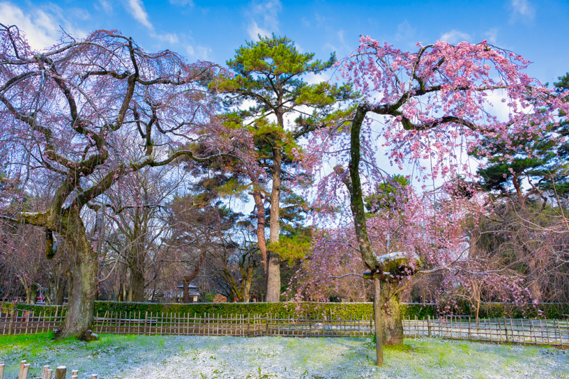 京都御苑 桜×雪の珍しい風景（撮影日：2024年3月21日）