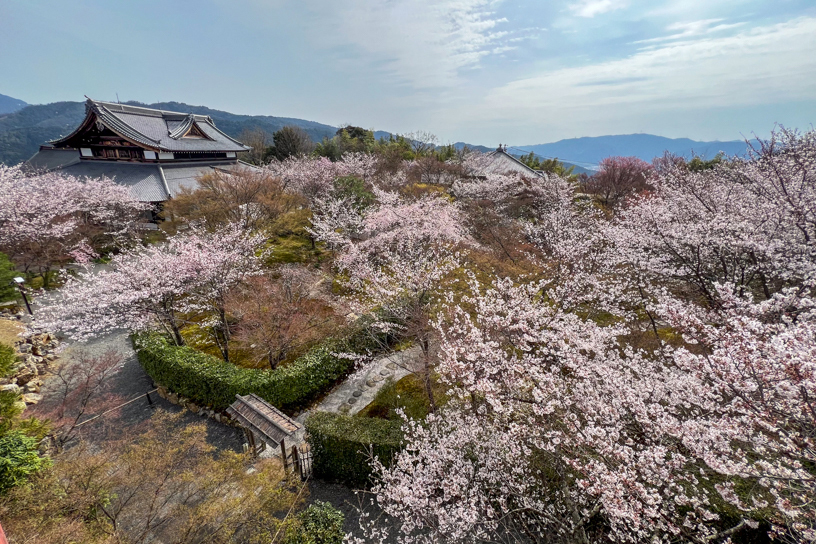 将軍塚青龍殿（撮影日：2024年4月5日）