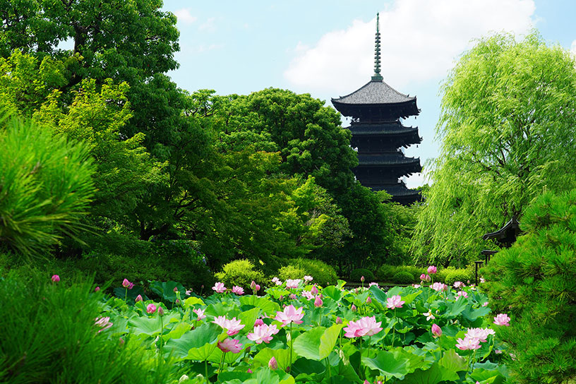 東寺 蓮