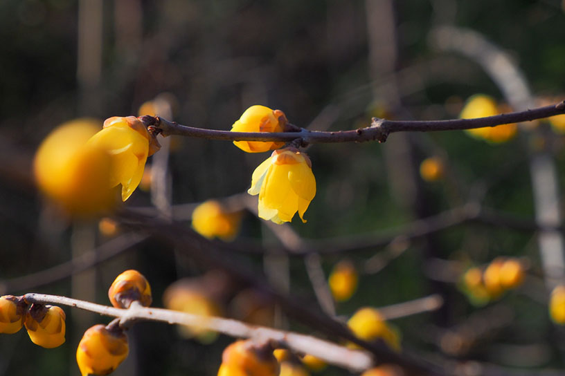 蝋梅（1月頃から咲き始めます）。「百花苑」にて