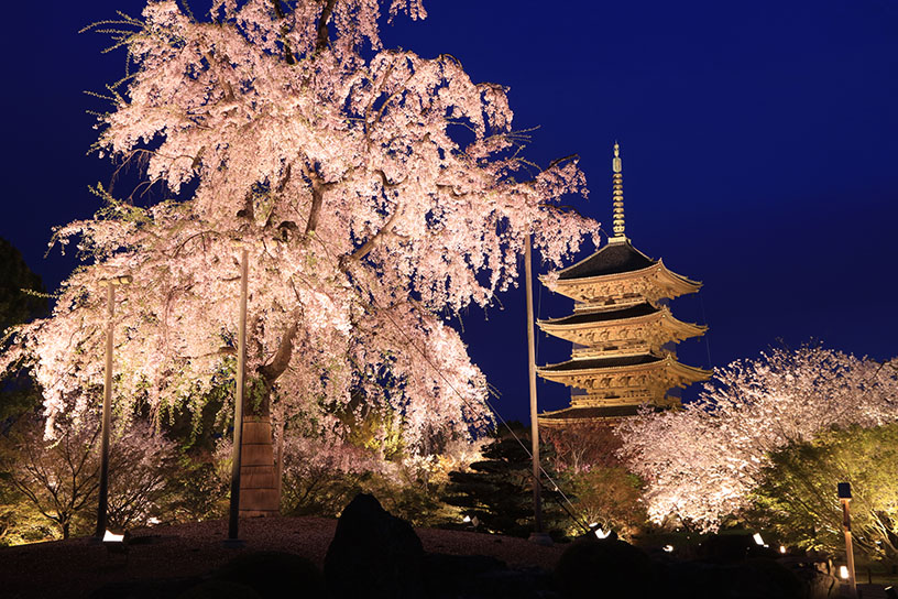 夜桜見 東京の夜桜ガイド／東京の観光公式サイトGO TOKYO