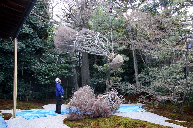 空から運ばれるドウダンツツジ
