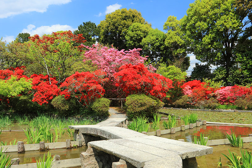カラフルな花景色！ 京都のツツジ名所6選｜そうだ 京都、行こう。