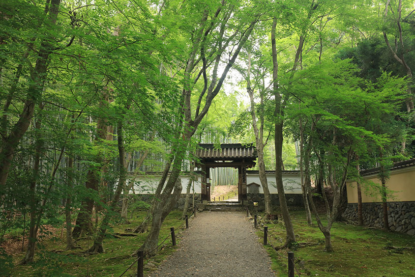 地蔵院［竹寺］（2013年「そうだ 京都、行こう。」初夏キャンペーンの舞台）