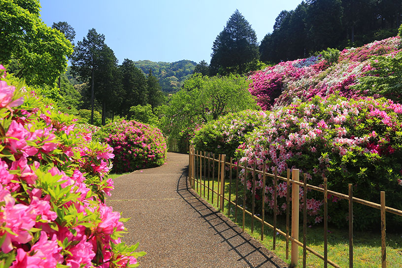 平戸つつじ園