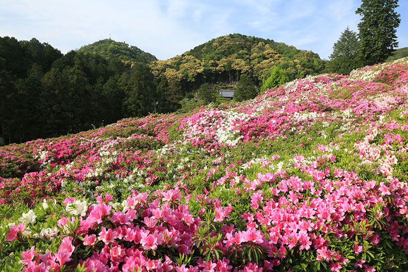 あたり一面、カラフルです♪