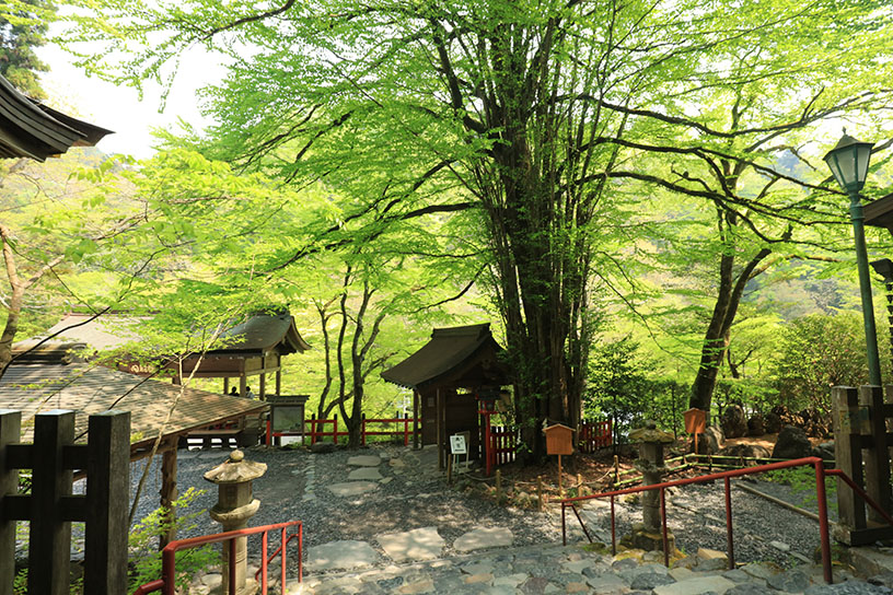 樹齢約400年の御神木「桂」