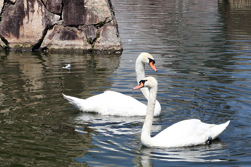 白鳥は庭園のアイドル