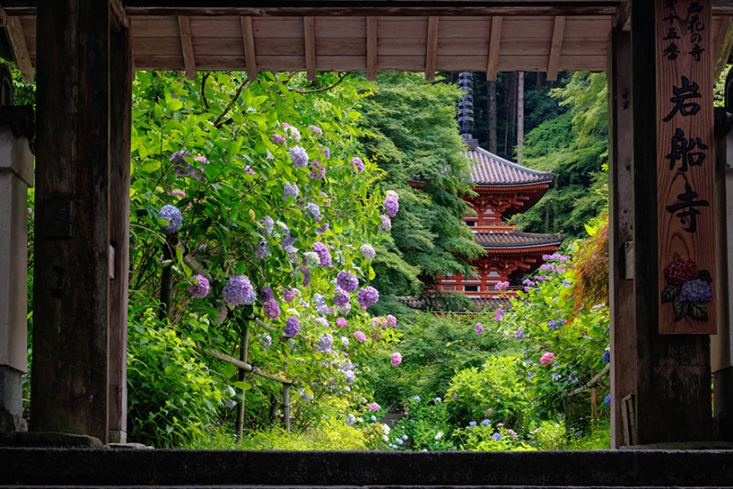 山門からの風景（6月下旬頃のイメージ）