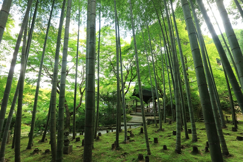 応挙竹林