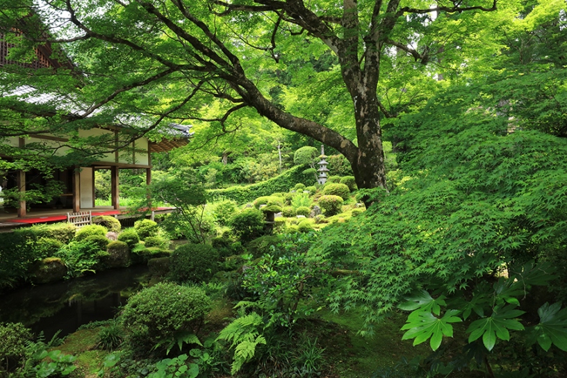 青もみじと苔に加え、サツキやツツジの刈込みも多い