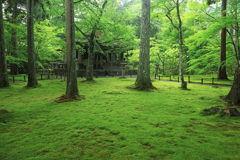 往生極楽院の周りは苔の宝庫