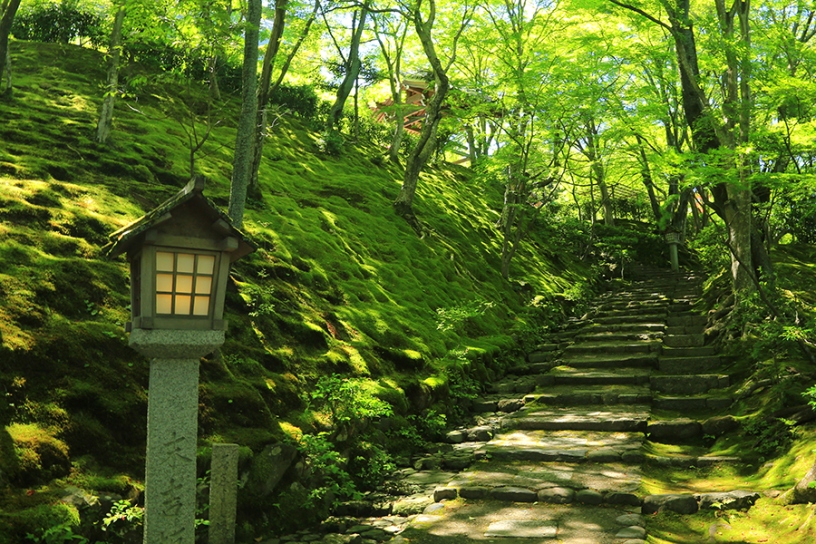末吉坂に迫る“苔の壁”