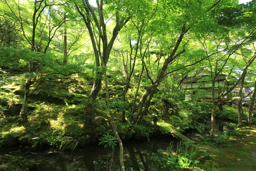 本堂裏も苔と青もみじが美しい