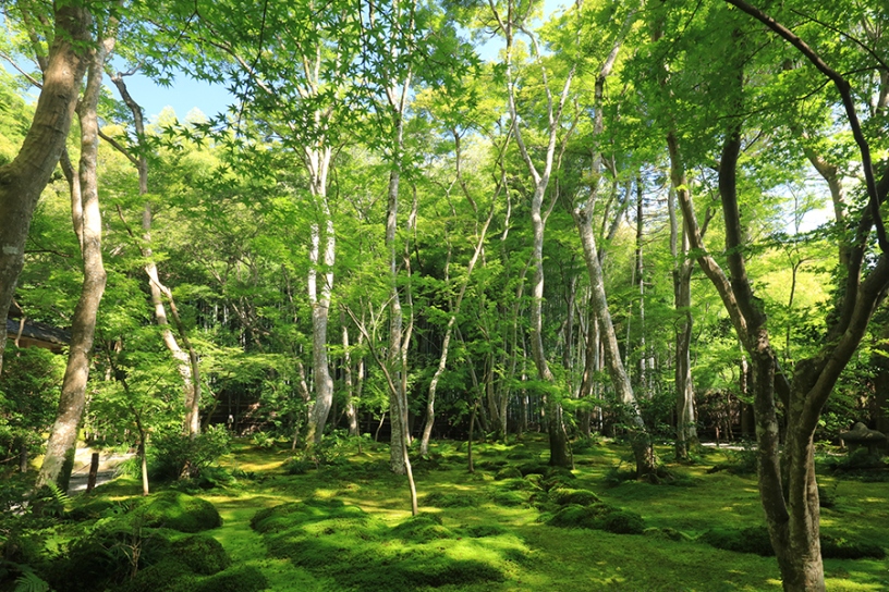 庭に落ちる木漏れ日も美しい